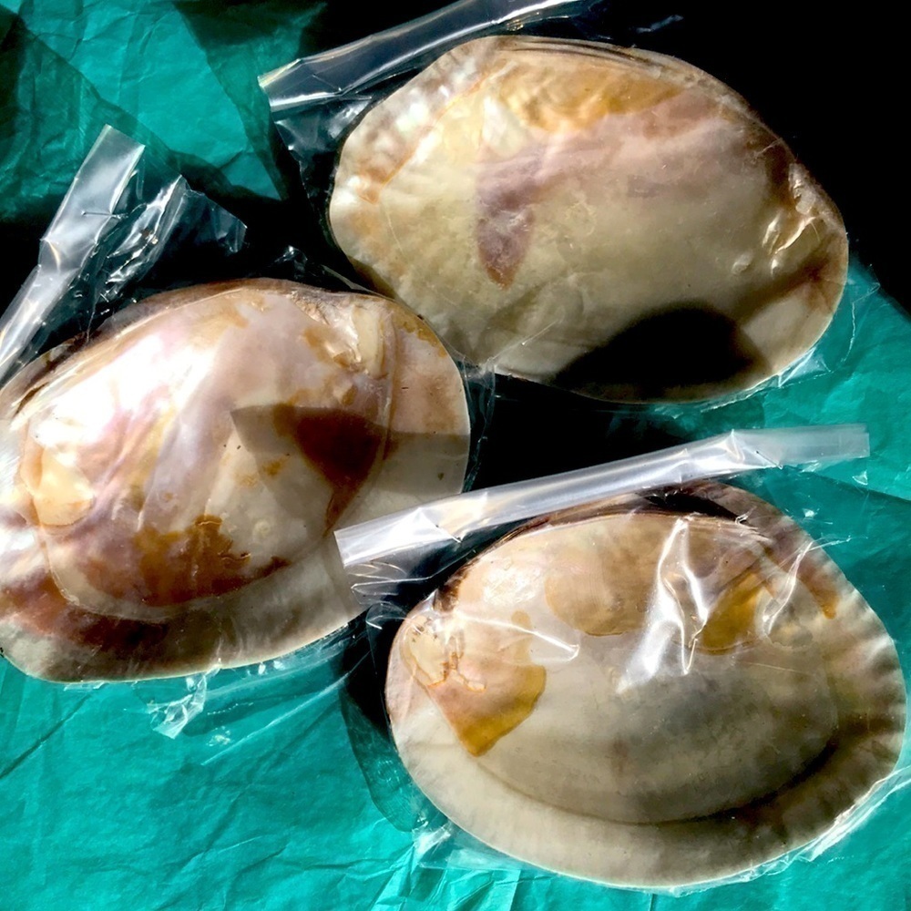 Midea shells for smudging or as an accent!